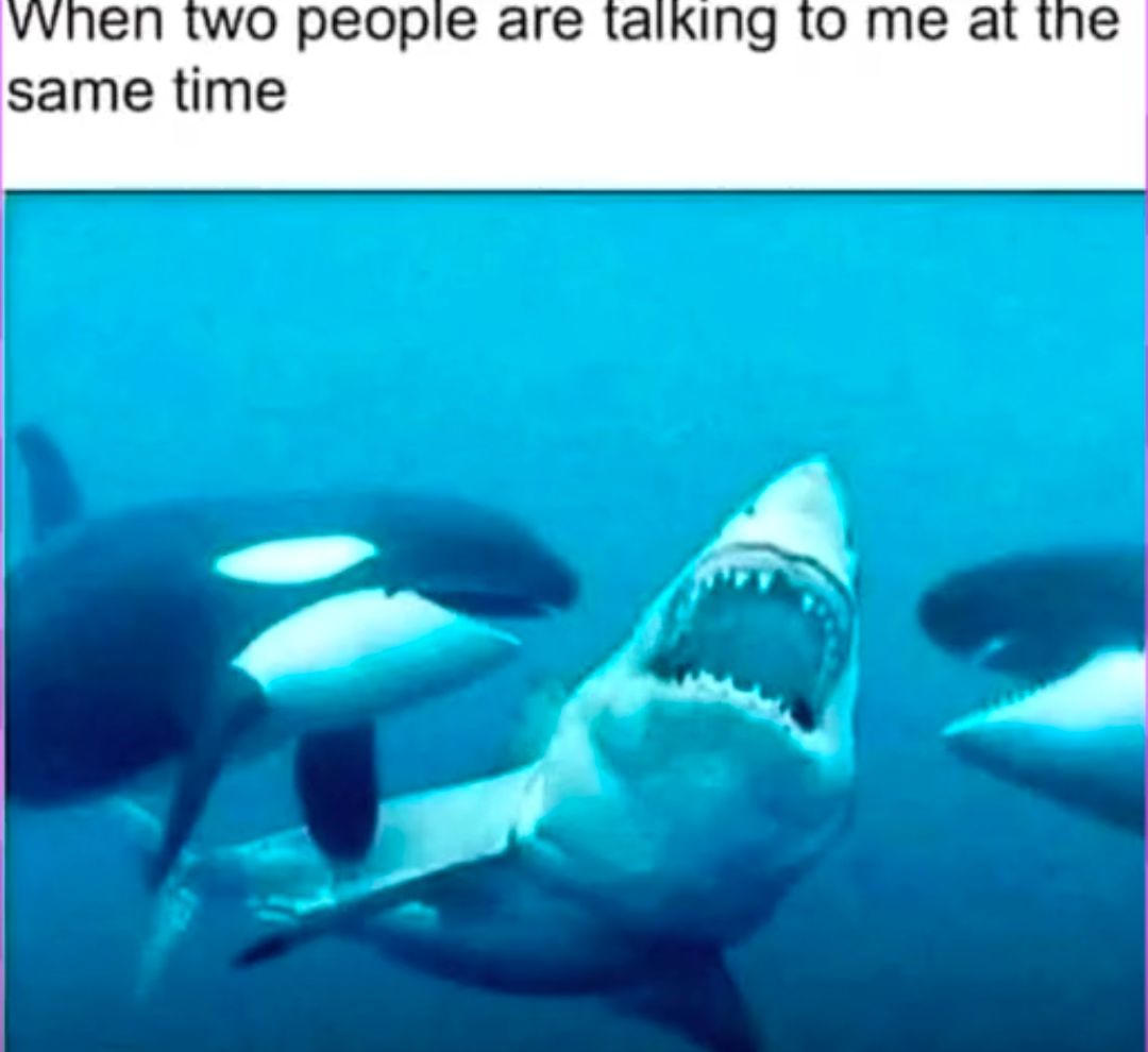 Ein Bild von einem Hai, der zwischen zwei Orcas schwimmt. Oben steht: "When two people are talking to me at the same time."