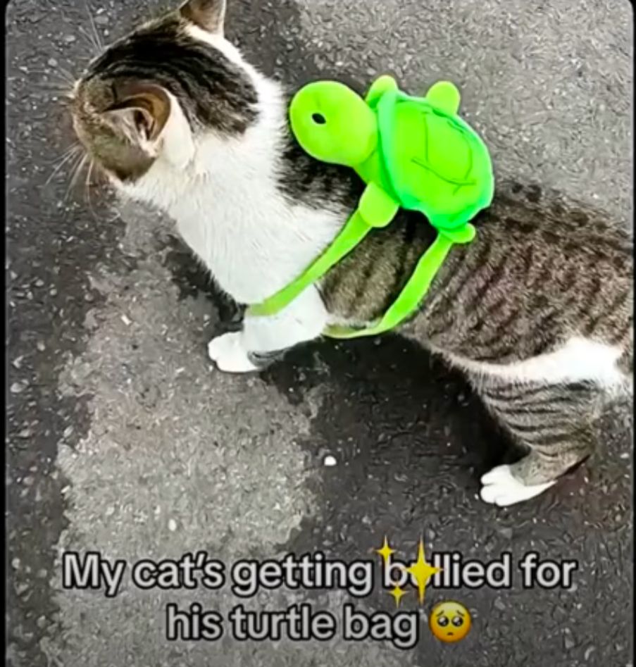 Eine Katze trägt einen hellgrünen Schildkrötenrucksack auf dem Rücken. Der Text unter dem Bild sagt: "My cat's getting bullied for his turtle bag 🥺"