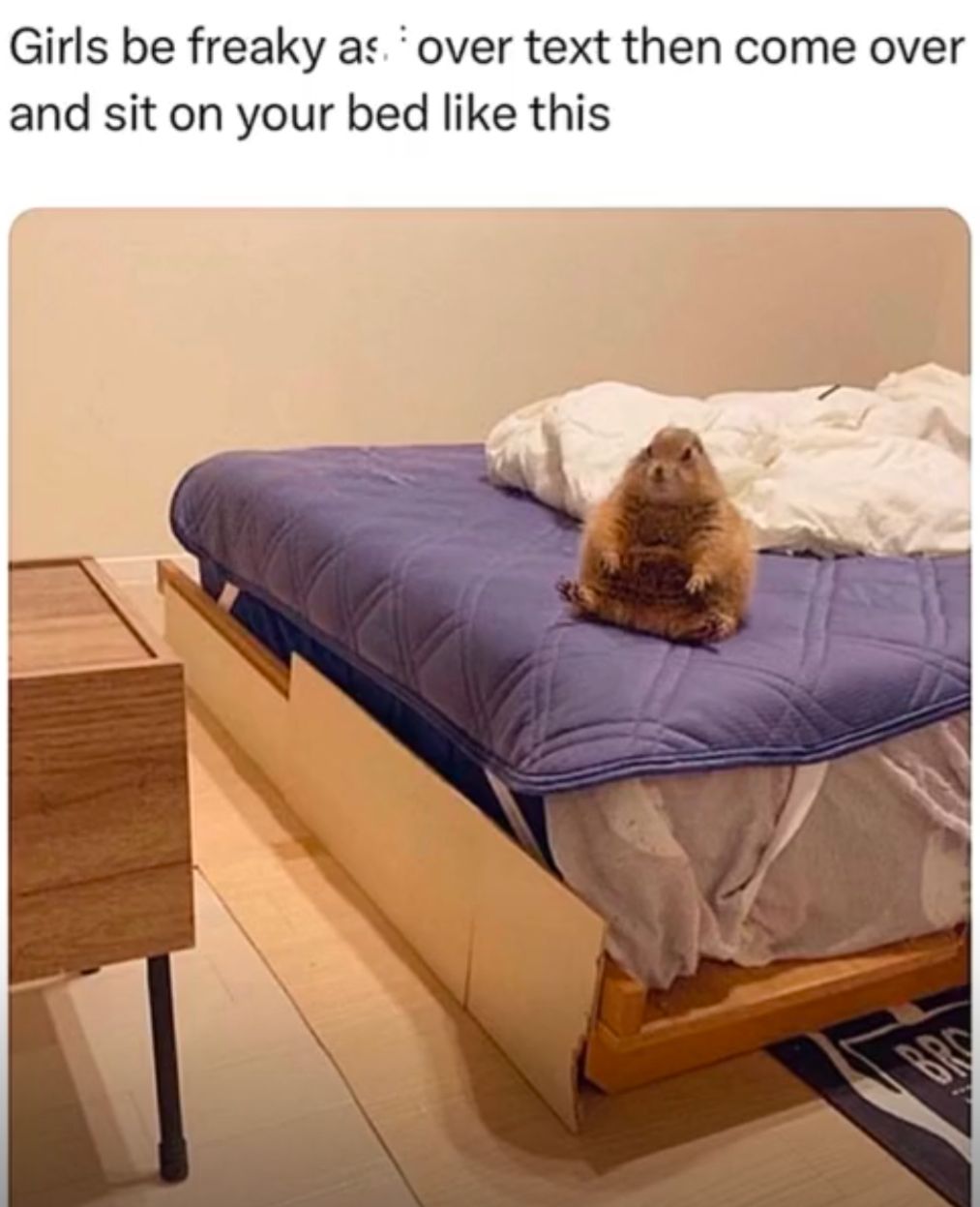 Ein Erdmännchen sitzt auf einem Bett. Der Text über dem Bild lautet: "Girls be freaky as over text then come over and sit on your bed like this."