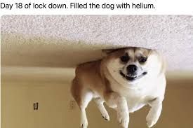 Ein Hund, der an der Decke schwebt. Der Text auf dem Bild lautet: "Tag 18 des Lockdowns. Den Hund mit Helium gefüllt."