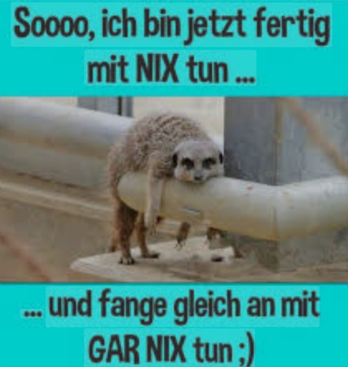 Ein Erdmännchen hängt müde über einem Rohr. Der Text auf dem Bild sagt: "Soooo, ich bin jetzt fertig mit NIX tun... und fange gleich an mit GAR NIX tun ;)".