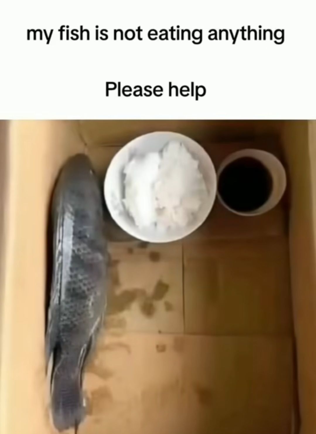 Fisch Isst Nicht Memes Schlechte Witze